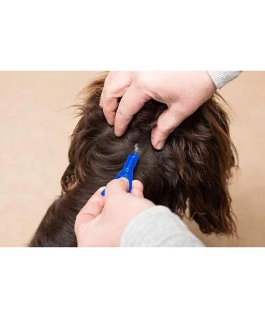 FRONTLINE Spot On Flea & Tick Treatment for Medium Dogs 10–20kg – 6 Pipettes - Image 3